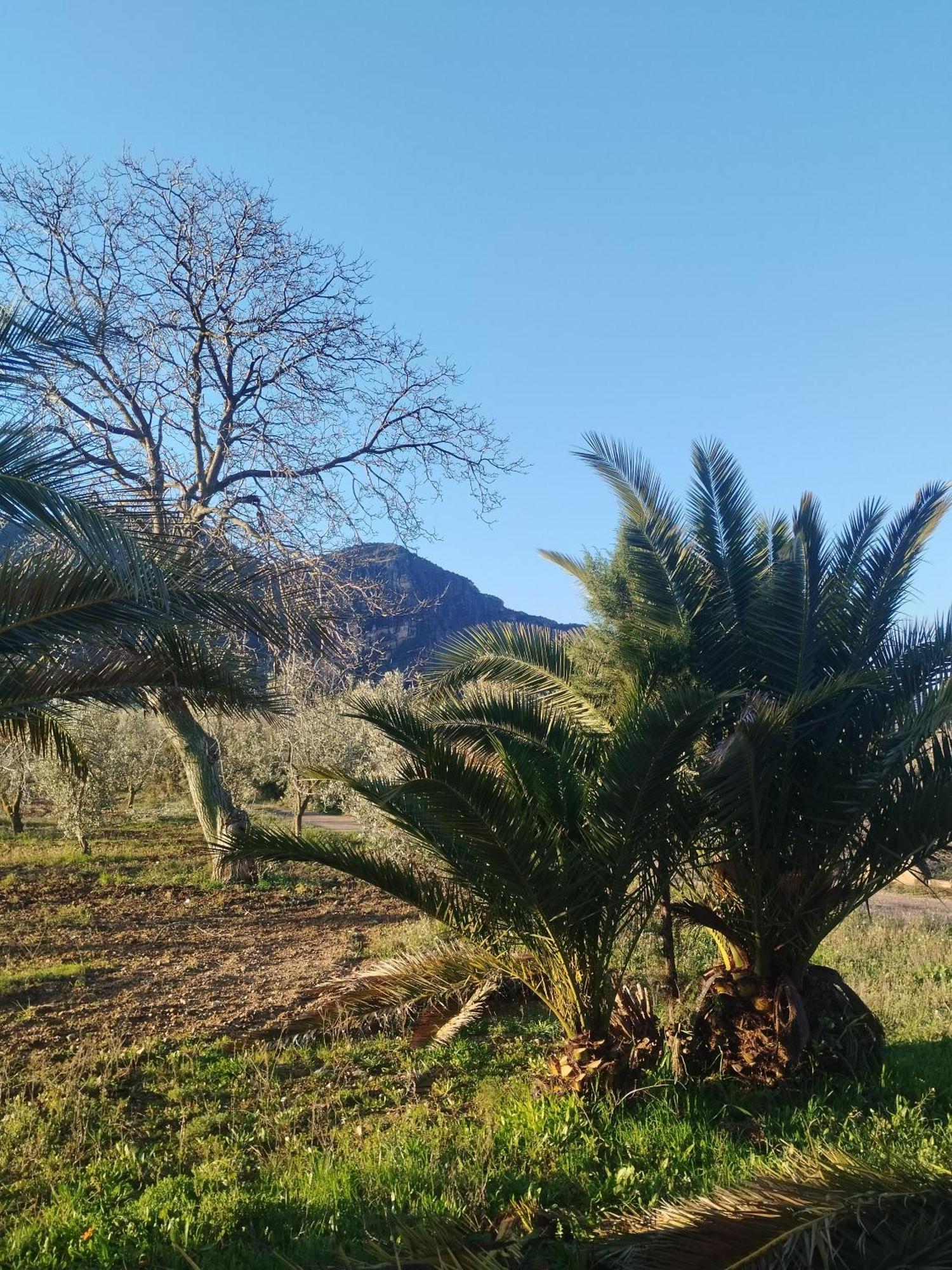 דירות הורטה דה סנט חואן Mas De Manresa מראה חיצוני תמונה